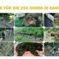 Hilfe für die 250 Hunde in Banovici / Bosnien 002 © thino