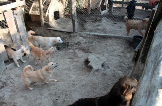 Hilfe für die 250 Hunde in Banovici / Bosnien 007 © thino