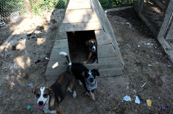 Hilfe für die 250 Hunde in Banovici / Bosnien 008 © thino