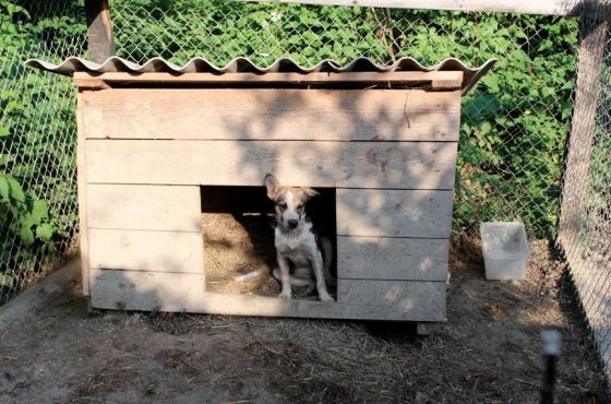 Hilfe für die 250 Hunde in Banovici / Bosnien 013 © thino