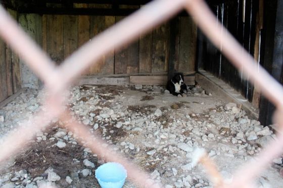Hilfe für die 250 Hunde in Banovici / Bosnien 020 © thino