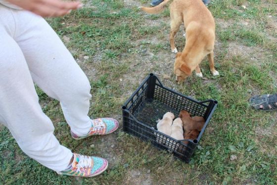 Hilfe für die 250 Hunde in Banovici / Bosnien 021 © thino