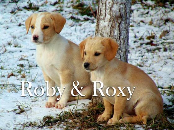 Roby Roxy © Thino