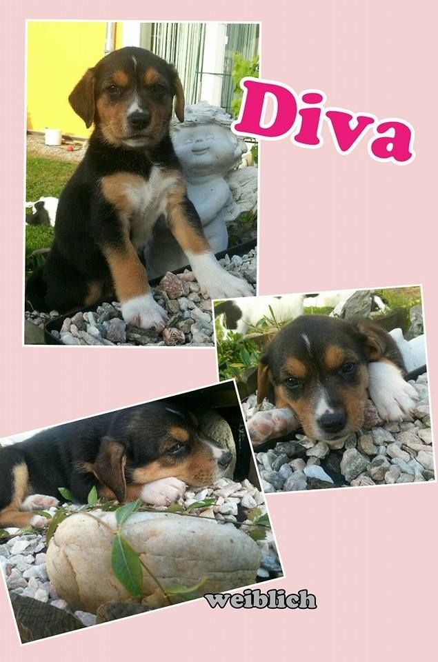 Diva © thino