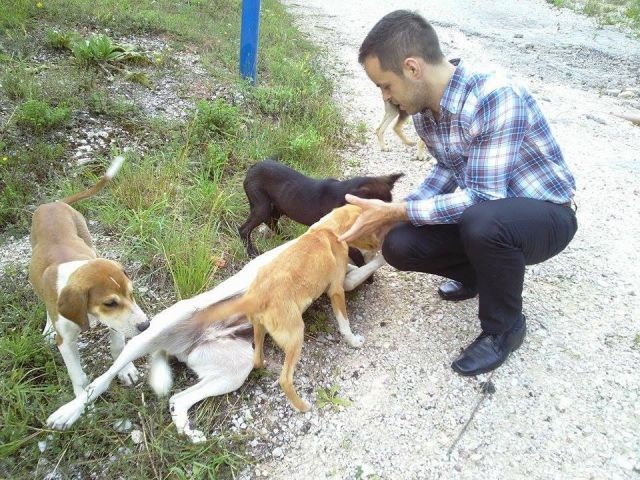 4 Hunde plus Mama © thino