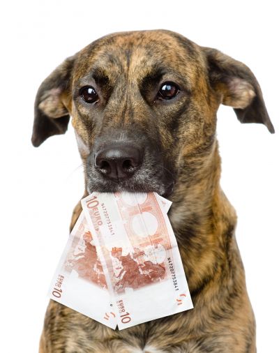 Hund_Geld © fotolia