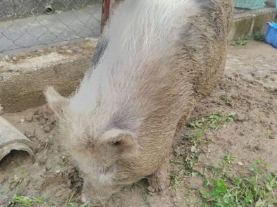 Schweinchen © thino