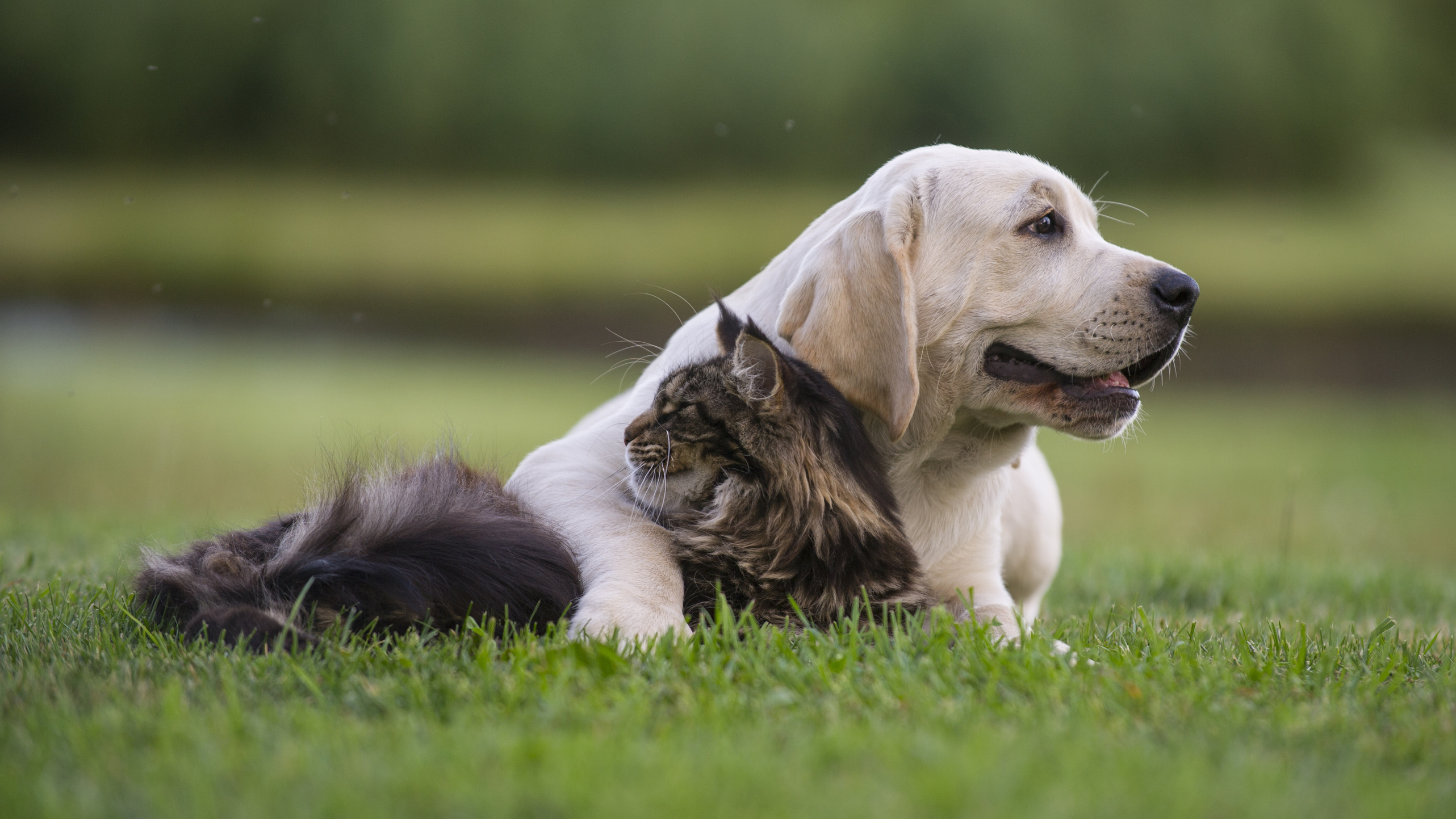 hund_umarmt_katze © fotolia