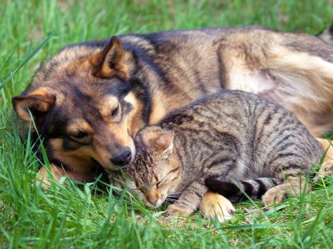 Hund_und_Katze © THINO