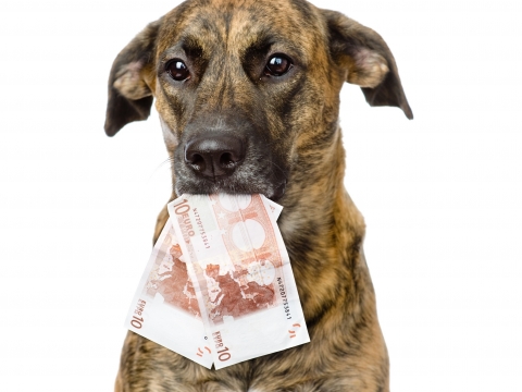 Hund_Geld_weiss_2 © fotolia