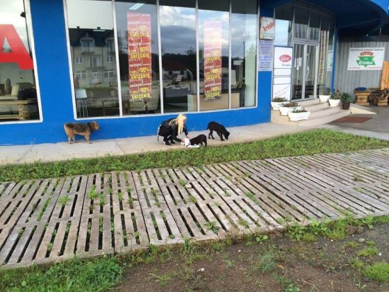 Tuzla Reise Besuch Pension 21.09.2014 008 © thino