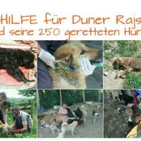 Hilfe für die 250 Hunde in Banovici / Bosnien 001 © thino