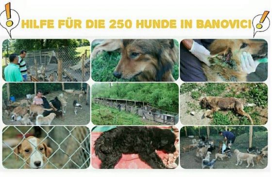 Hilfe für die 250 Hunde in Banovici / Bosnien 002 © thino