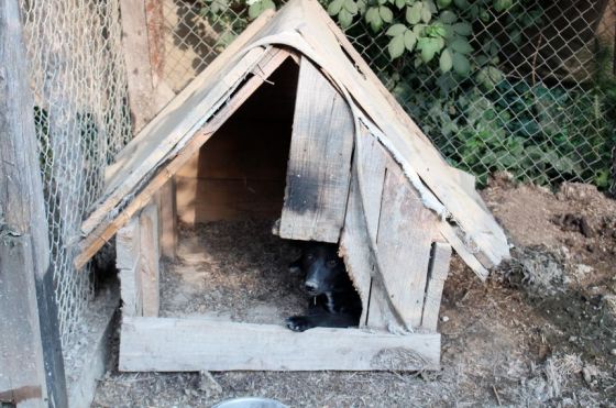 Hilfe für die 250 Hunde in Banovici / Bosnien 004 © thino