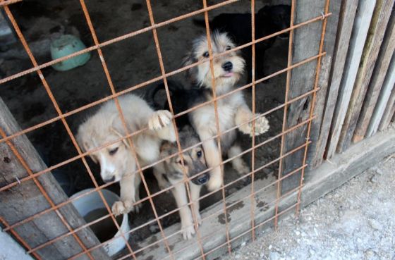 Hilfe für die 250 Hunde in Banovici / Bosnien 006 © thino