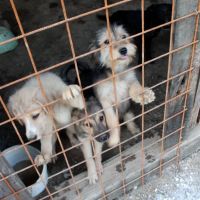 Hilfe für die 250 Hunde in Banovici / Bosnien 006 © thino