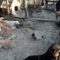 Hilfe für die 250 Hunde in Banovici / Bosnien 007 © thino