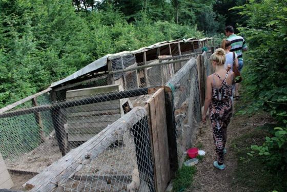 Hilfe für die 250 Hunde in Banovici / Bosnien 009 © thino