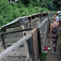 Hilfe für die 250 Hunde in Banovici / Bosnien 009 © thino