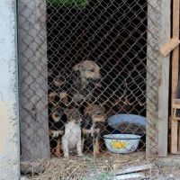 Hilfe für die 250 Hunde in Banovici / Bosnien 010 © thino