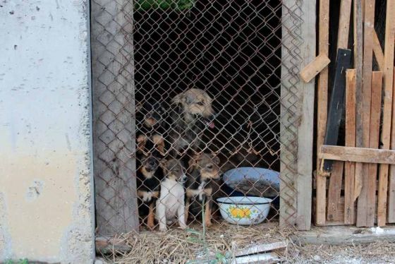 Hilfe für die 250 Hunde in Banovici / Bosnien 010 © thino