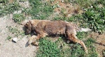 Hilfe für die 250 Hunde in Banovici / Bosnien 011 © thino