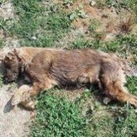Hilfe für die 250 Hunde in Banovici / Bosnien 011 © thino