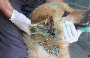 Hilfe für die 250 Hunde in Banovici / Bosnien 012 © thino