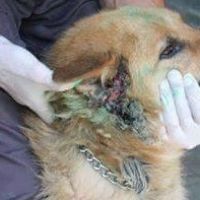 Hilfe für die 250 Hunde in Banovici / Bosnien 012 © thino