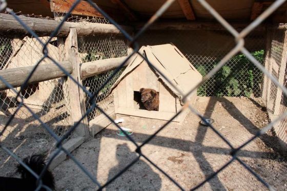 Hilfe für die 250 Hunde in Banovici / Bosnien 014 © thino