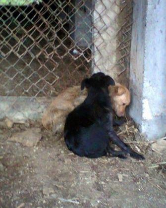 Hilfe für die 250 Hunde in Banovici / Bosnien 015 © thino
