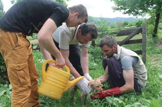 Hilfe für die 250 Hunde in Banovici / Bosnien 016 © thino