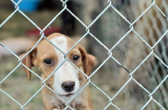 Hilfe für die 250 Hunde in Banovici / Bosnien 017 © thino