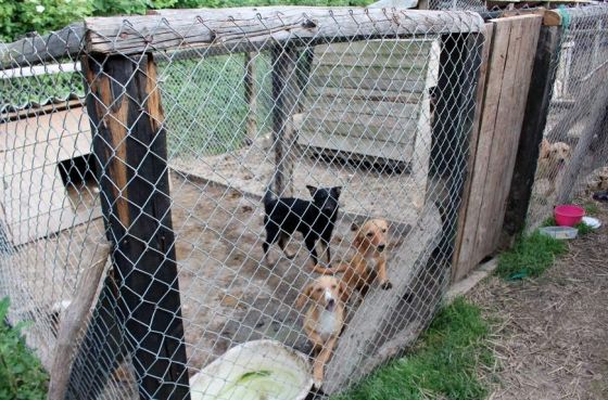Hilfe für die 250 Hunde in Banovici / Bosnien 018 © thino