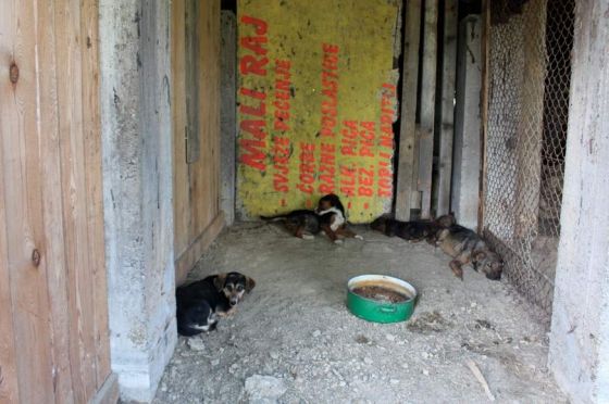 Hilfe für die 250 Hunde in Banovici / Bosnien 019 © thino