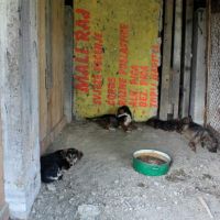 Hilfe für die 250 Hunde in Banovici / Bosnien 019 © thino