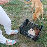 Hilfe für die 250 Hunde in Banovici / Bosnien 021 © thino