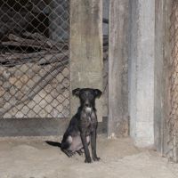 Hilfe für die 250 Hunde in Banovici / Bosnien 022 © thino