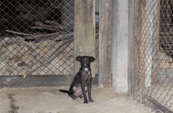 Hilfe für die 250 Hunde in Banovici / Bosnien 022 © thino