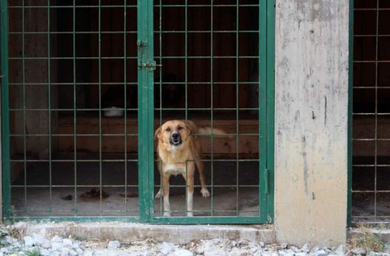 Hilfe für die 250 Hunde in Banovici / Bosnien 023 © thino