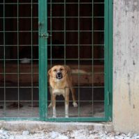 Hilfe für die 250 Hunde in Banovici / Bosnien 023 © thino