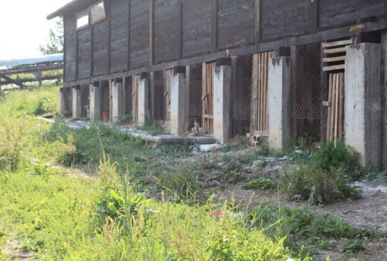Hilfe für die 250 Hunde in Banovici / Bosnien 024 © thino