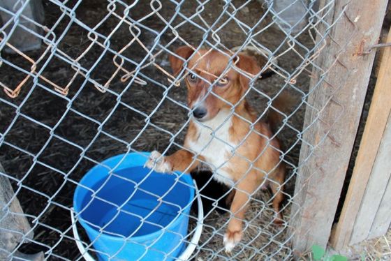 Hilfe für die 250 Hunde in Banovici / Bosnien 025 © thino