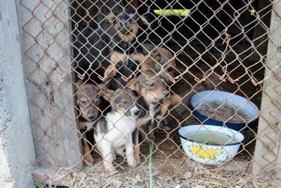 Hilfe für die 250 Hunde in Banovici / Bosnien 026 © thino