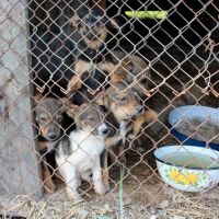 Hilfe für die 250 Hunde in Banovici / Bosnien 026 © thino
