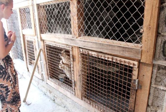 Hilfe für die 250 Hunde in Banovici / Bosnien 027 © thino