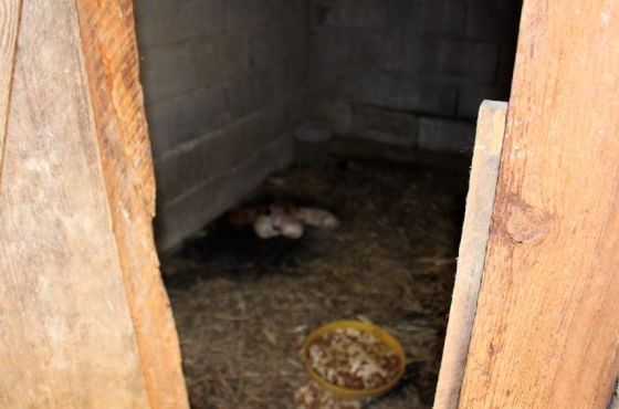 Hilfe für die 250 Hunde in Banovici / Bosnien 028 © thino