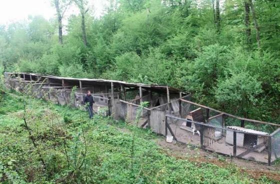 Hilfe für die 250 Hunde in Banovici / Bosnien 029 © thino