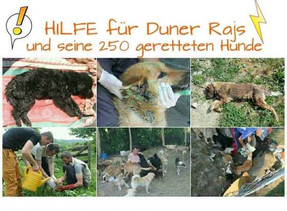Hilfe für die 250 Hunde in Banovici / Bosnien 031 © thino