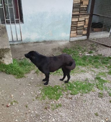 Fütterung der Straßenhunde März 2016 001 © thino
